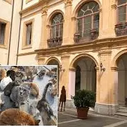 <p>Vicenda gatti restituiti, <span style=\"color:hsl(0, 75%, 60%);\">Veraldi:</span> «Ennesimo fallimento dell’amministrazione Fiorita»</p>