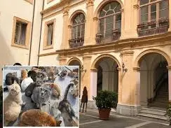 Vicenda gatti restituiti, Veraldi: «Ennesimo fallimento dell’amministrazione Fiorita»