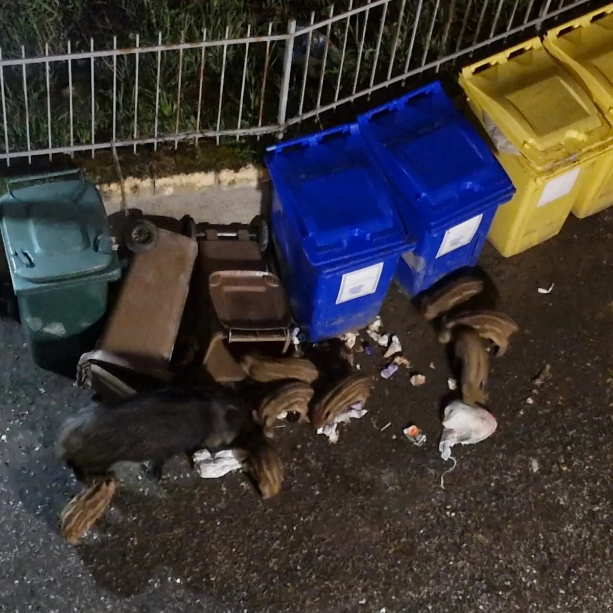 Cinghiali sotto casa a Mater Domini, la denuncia di una cittadina: «Ho paura anche solo di rientrare la sera»\n