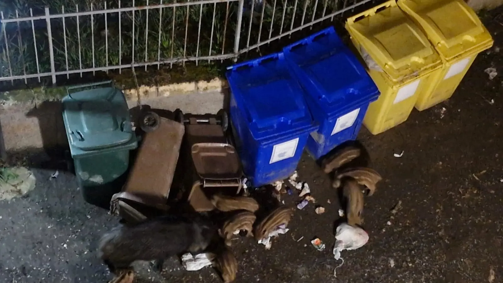 Cinghiali sotto casa a Mater Domini, la denuncia di una cittadina: «Ho paura anche solo di rientrare la sera»\n