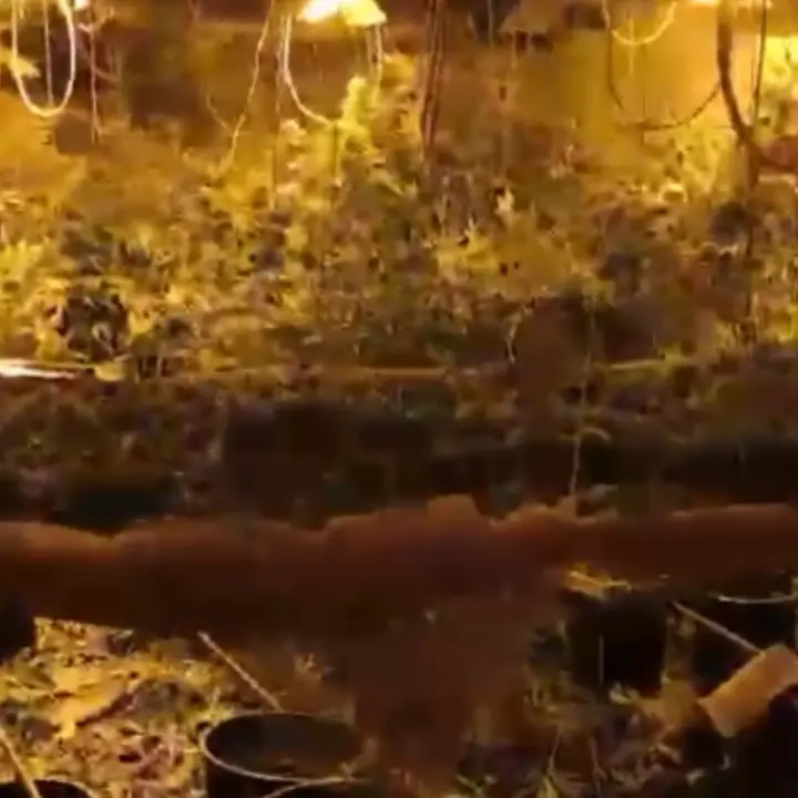 <p>La droga in un bunker: scoperta una piantagione di marijuana nel sottosuolo, 4 arresti a Platì</p>