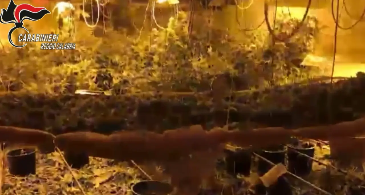 La droga in un bunker: scoperta una piantagione di marijuana nel sottosuolo, 4 arresti a Platì\n