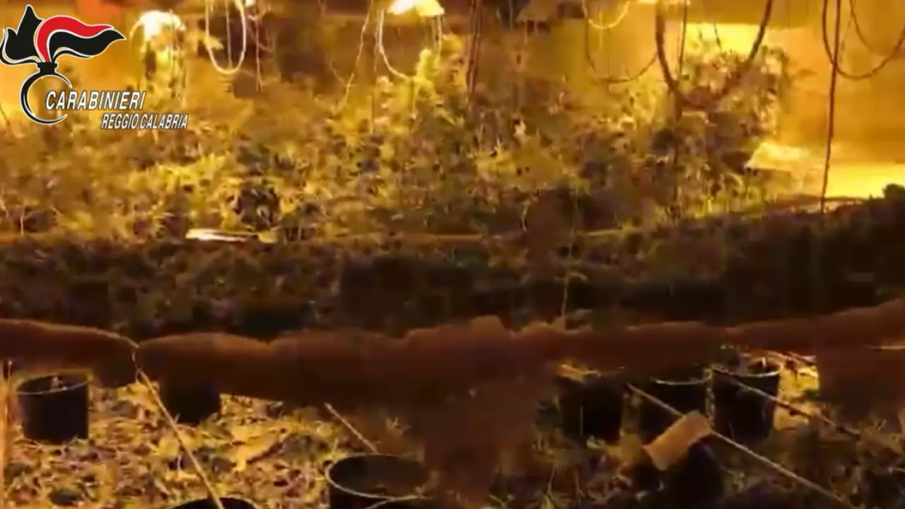 La droga in un bunker: scoperta una piantagione di marijuana nel sottosuolo, 4 arresti a Platì\n