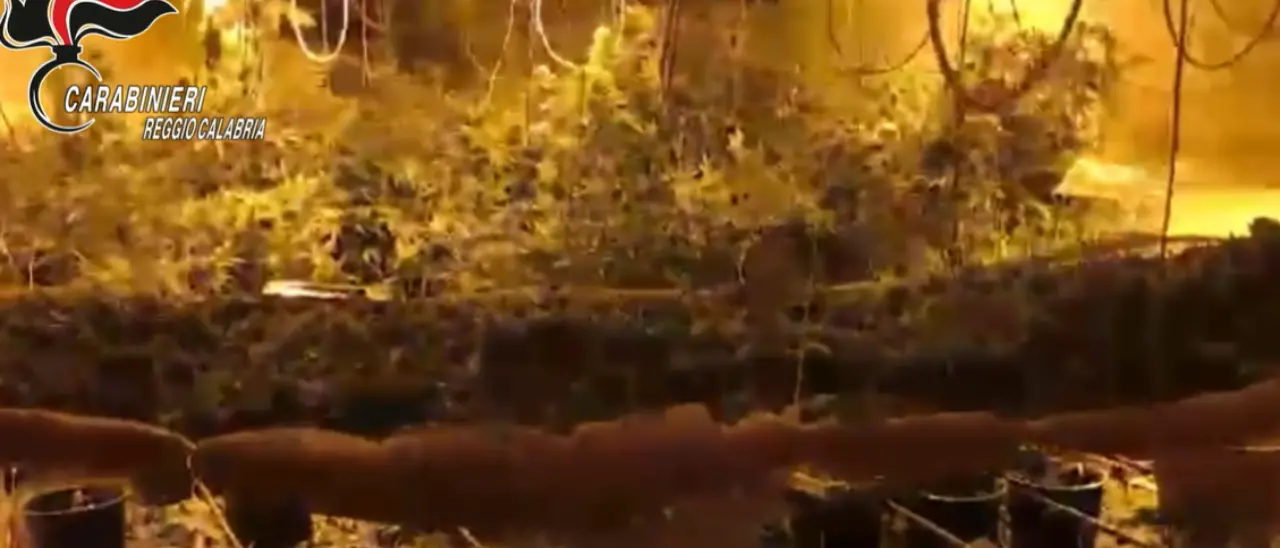 La droga in un bunker: scoperta una piantagione di marijuana nel sottosuolo, 4 arresti a Platì\n