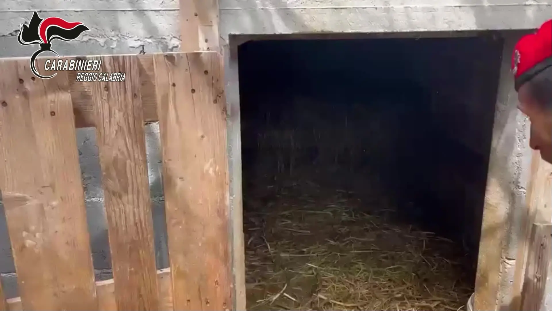 Scoperta piantagione di marijuana in un bunker