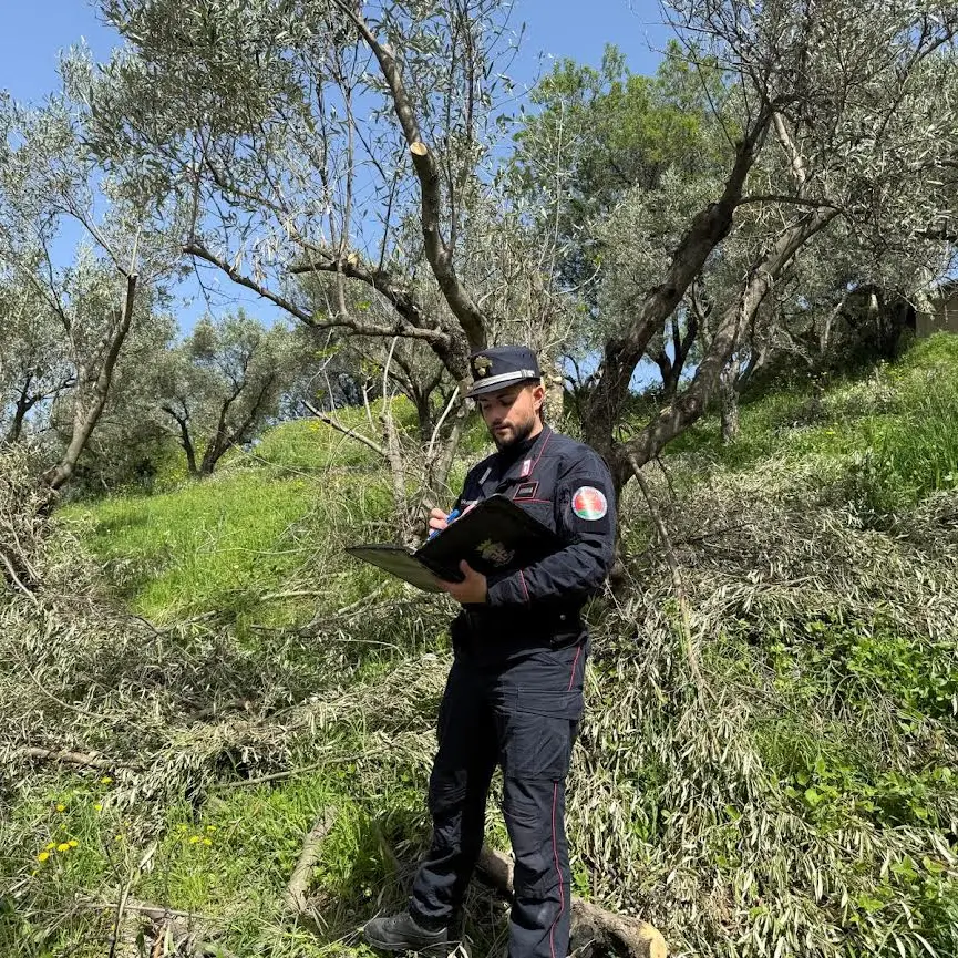 <p>Oltre 280 ulivi abbattuti senza autorizzazione, maxi sanzioni nel Catanzarese</p>