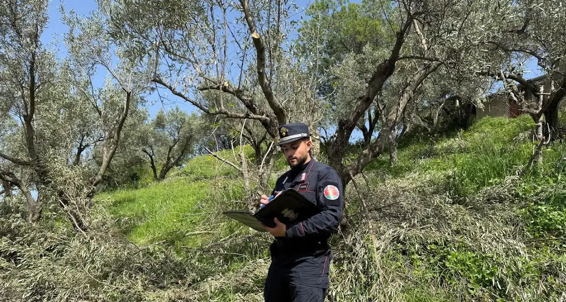Scempio tra gli uliveti di Squillace: abbattute o estirpate senza titolo 250 piante