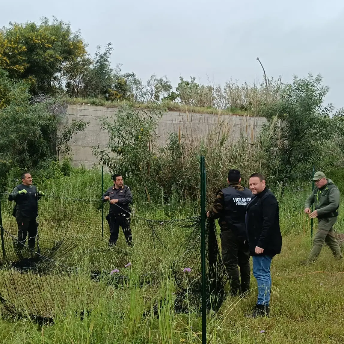 Emergenza cinghiali a Siderno, le azioni messe in campo dall'Amministrazione Comunale\n