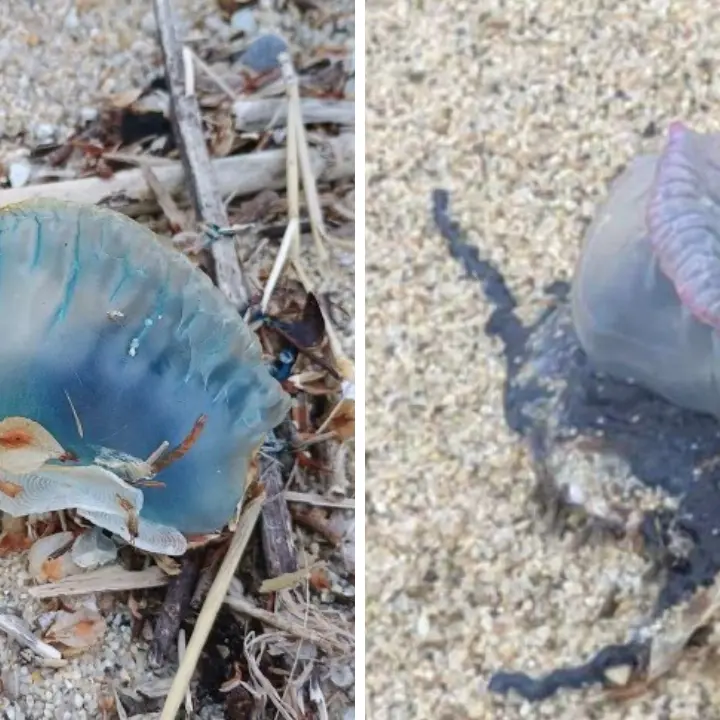 <p>«Non toccatela»: la Caravella portoghese approda in Calabria ed è già allarme a Vibo Valentia</p>