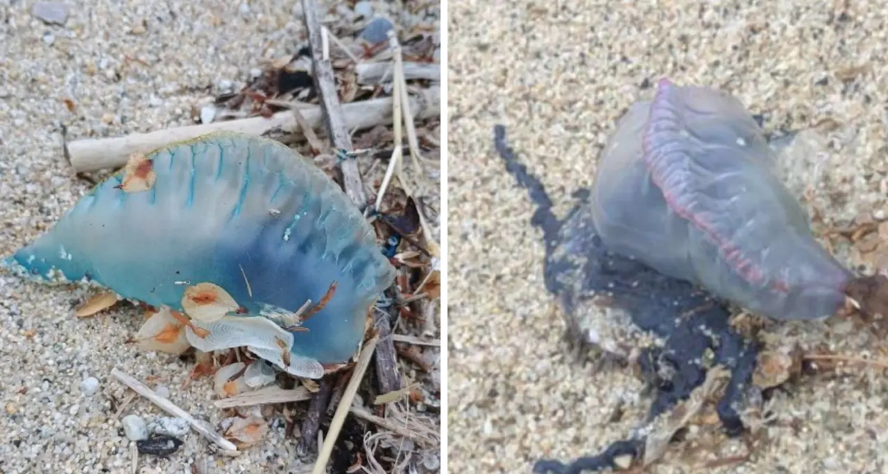 Vibo, ora è allarme Caravella portoghese: Comune e Guardia costiera invitano a segnalare gli avvistamenti: «Non toccatela»\n