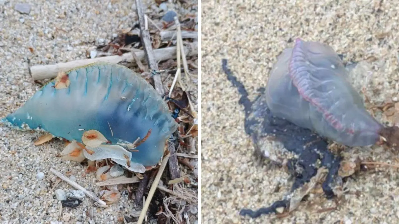 Vibo, ora è allarme Caravella portoghese: Comune e Guardia costiera invitano a segnalare gli avvistamenti: «Non toccatela»\n