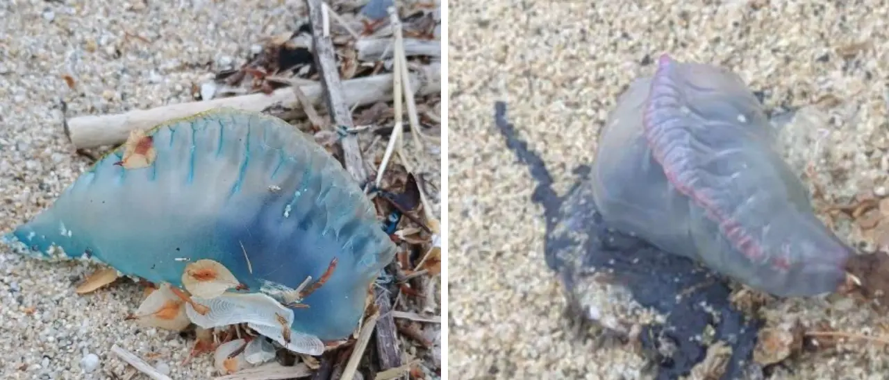 Vibo, ora è allarme Caravella portoghese: Comune e Guardia costiera invitano a segnalare gli avvistamenti: «Non toccatela»\n