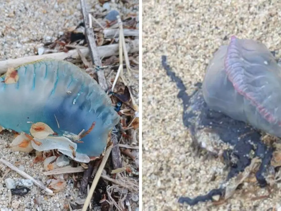 Vibo, ora è allarme Caravella portoghese: Comune e Guardia costiera invitano a segnalare gli avvistamenti: «Non toccatela»