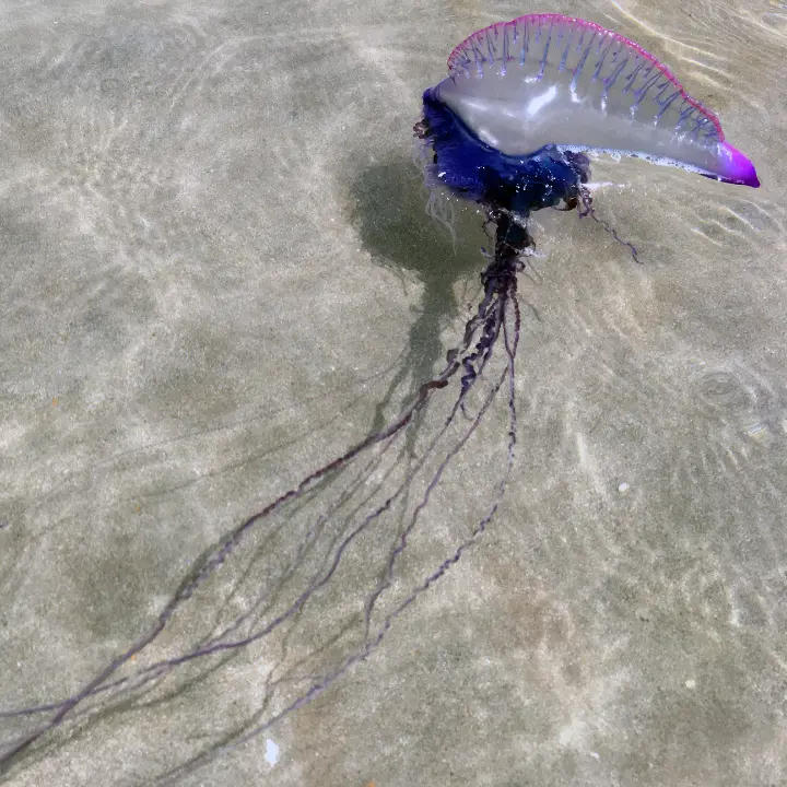 <p>La Caravella portoghese fa paura, tre ritrovamenti sul Tirreno: «Ora cartelli sulle spiagge e tanta attenzione»</p>