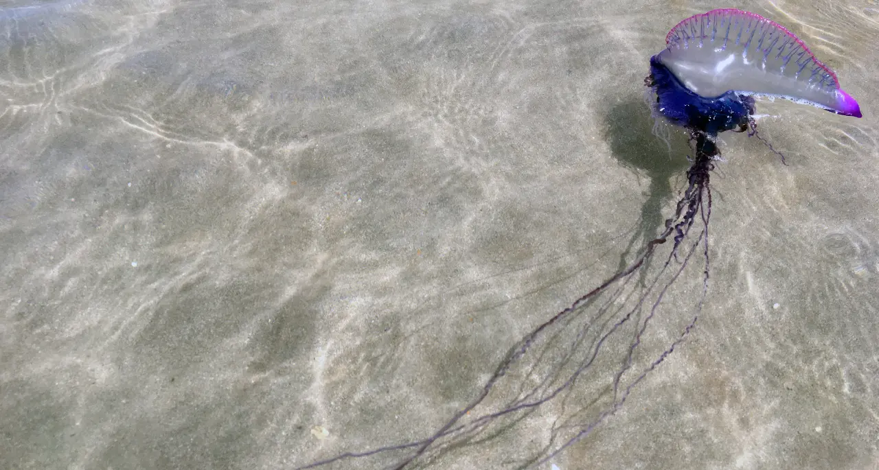 La Caravella portoghese fa paura, tre ritrovamenti sul litorale vibonese: «Ora cartelli sulle spiagge e tanta attenzione»\n