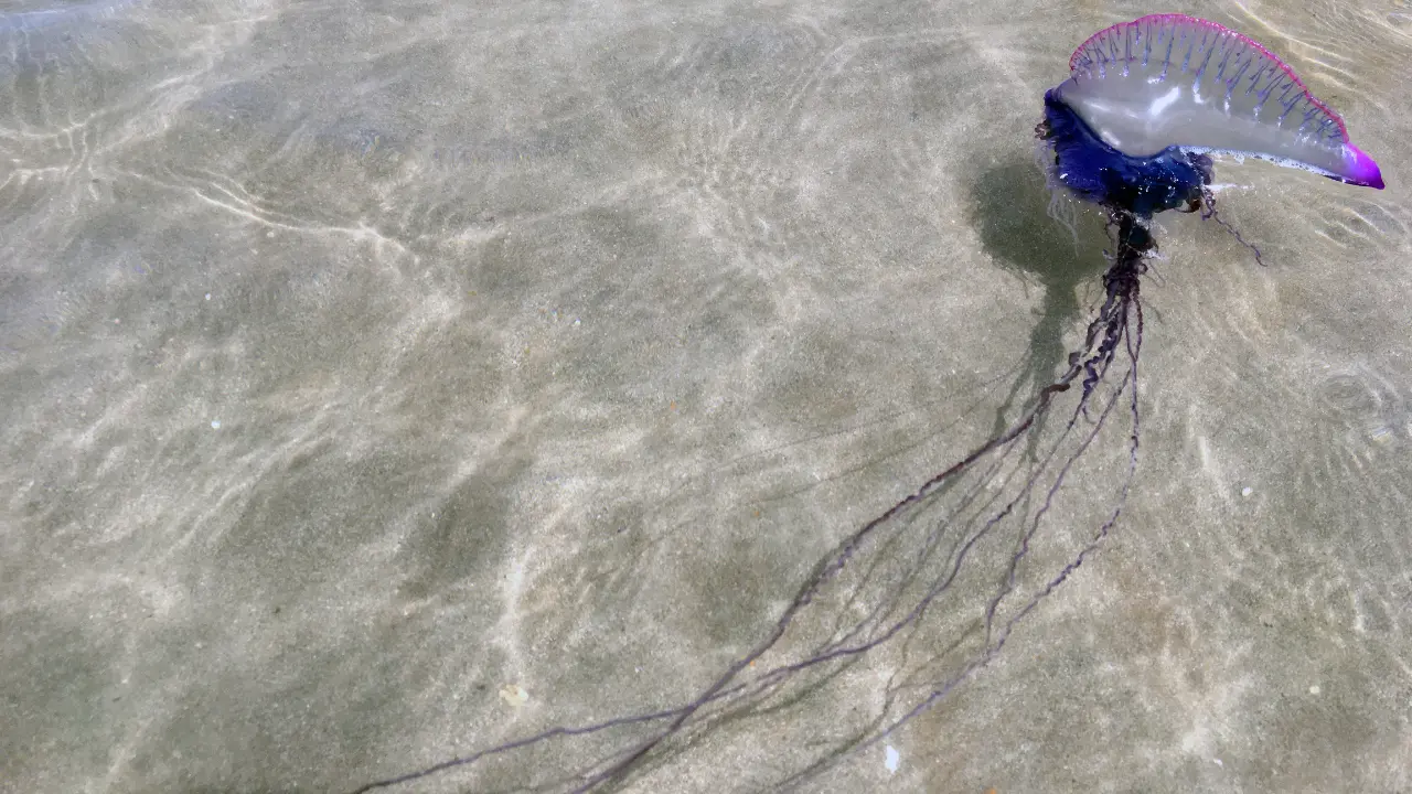 La Caravella portoghese fa paura, tre ritrovamenti sul litorale vibonese: «Ora cartelli sulle spiagge e tanta attenzione»\n