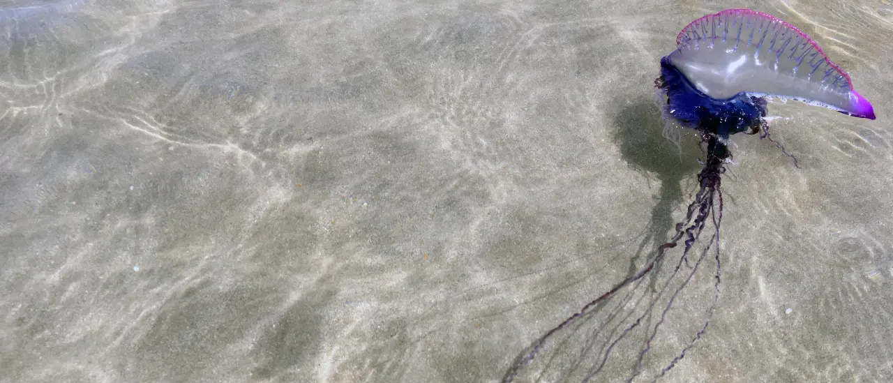 La Caravella portoghese fa paura, tre ritrovamenti sul litorale vibonese: «Ora cartelli sulle spiagge e tanta attenzione»\n