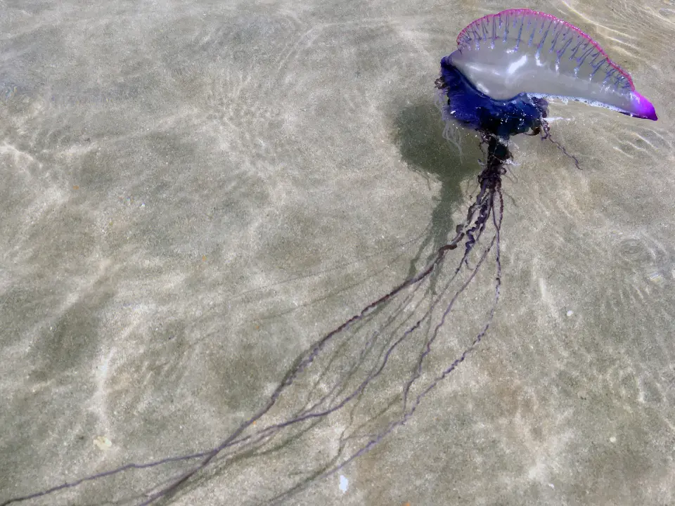 La Caravella portoghese fa paura, tre ritrovamenti sul litorale vibonese: «Ora cartelli sulle spiagge e tanta attenzione»