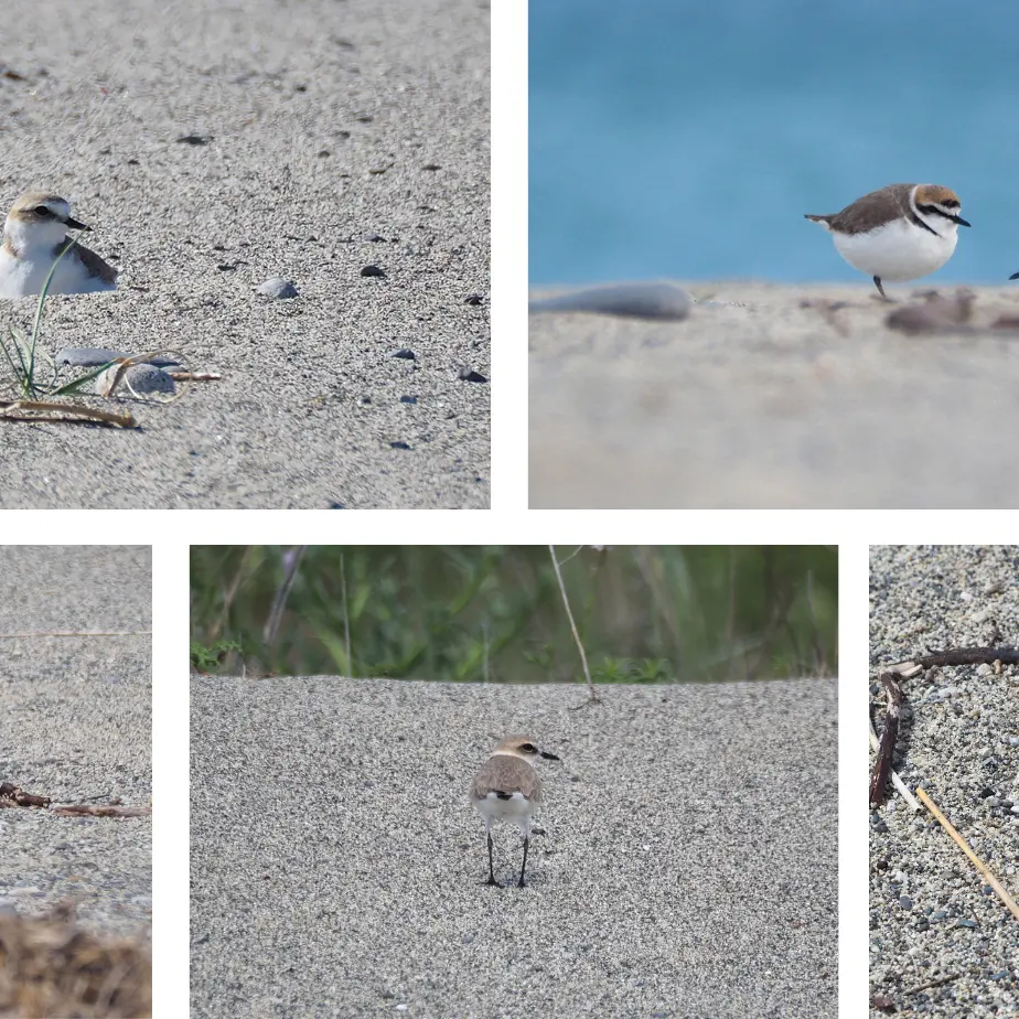 Primi nidi di fratino in Calabria tra Catanzaro e Reggio: ecco perché proteggere questa specie è così importante\n