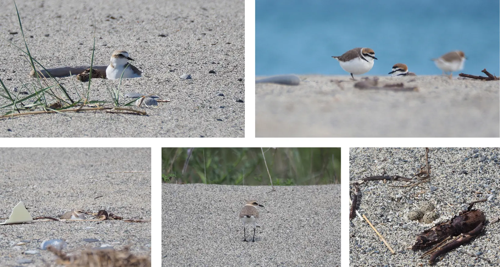 Primi nidi di fratino in Calabria tra Catanzaro e Reggio: ecco perché proteggere questa specie è così importante\n