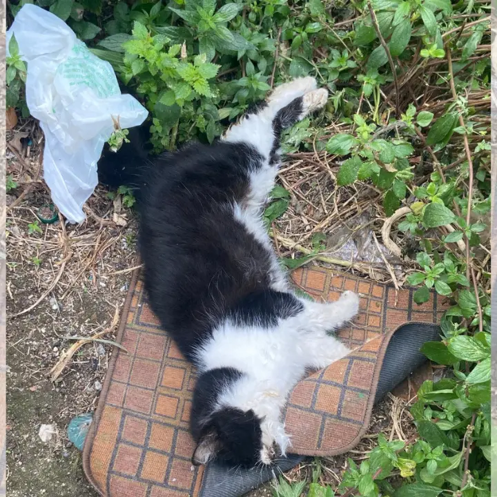 Strage di gatti a Spilinga,\u00A0molti animali trovati morti o\u00A0in agonia:\u00A0si indaga su un avvelenamento di massa\n