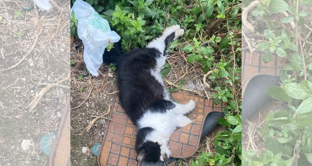 Strage di gatti a Spilinga,\u00A0molti animali trovati morti o\u00A0in agonia:\u00A0si indaga su un avvelenamento di massa\n