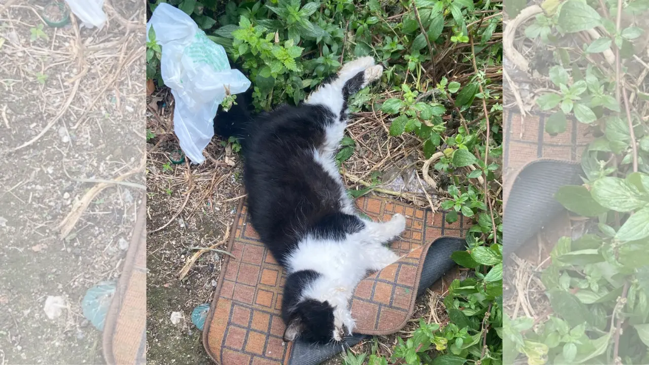 Strage di gatti a Spilinga,\u00A0molti animali trovati morti o\u00A0in agonia:\u00A0si indaga su un avvelenamento di massa\n