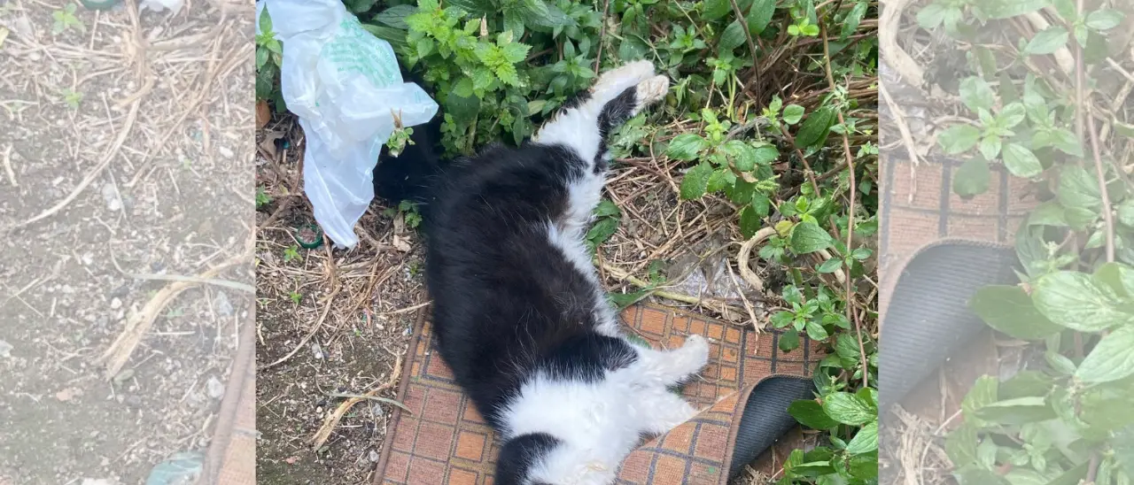 Strage di gatti a Spilinga,\u00A0molti animali trovati morti o\u00A0in agonia:\u00A0si indaga su un avvelenamento di massa\n