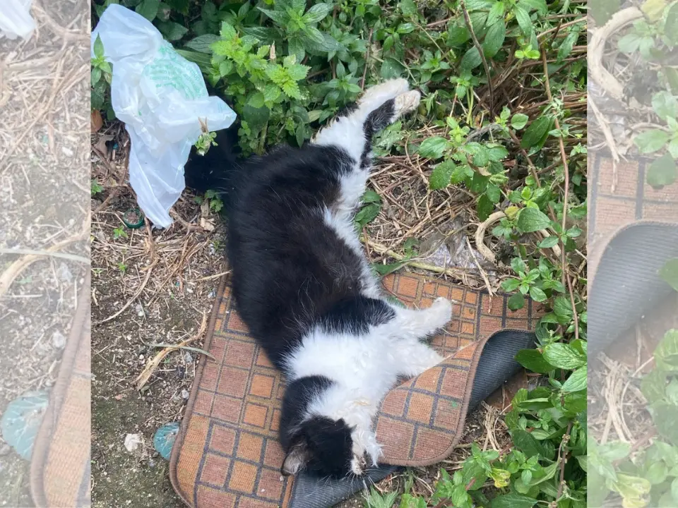 Strage di gatti a Spilinga, molti animali trovati morti o in agonia: si indaga su un avvelenamento di massa