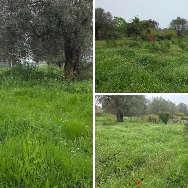 <p>Vibo, Parco urbano come una giungla: erba alta, alberi divelti e spazi negati. L’opposizione: «È questa la vostra idea di città?</p>