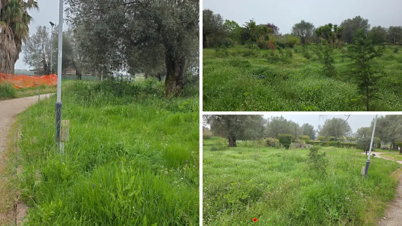 Vibo, Parco urbano come una giungla: erba alta, alberi divelti e spazi negati. L’opposizione:\u00A0«È questa la vostra idea di città?\n