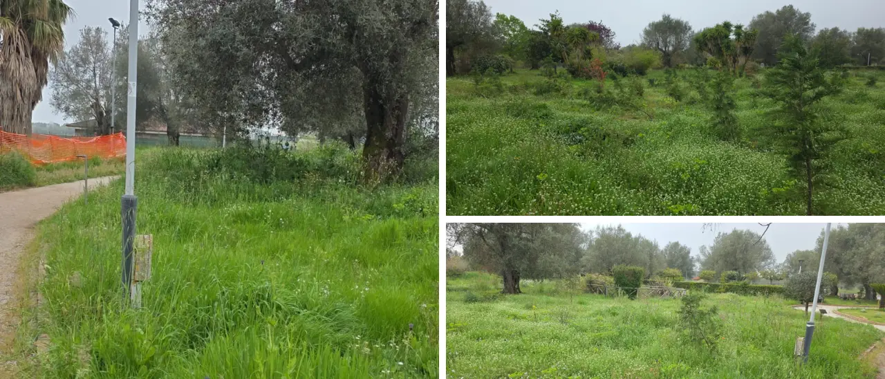 Vibo, Parco urbano come una giungla: erba alta, alberi divelti e spazi negati. L’opposizione:\u00A0«È questa la vostra idea di città?\n