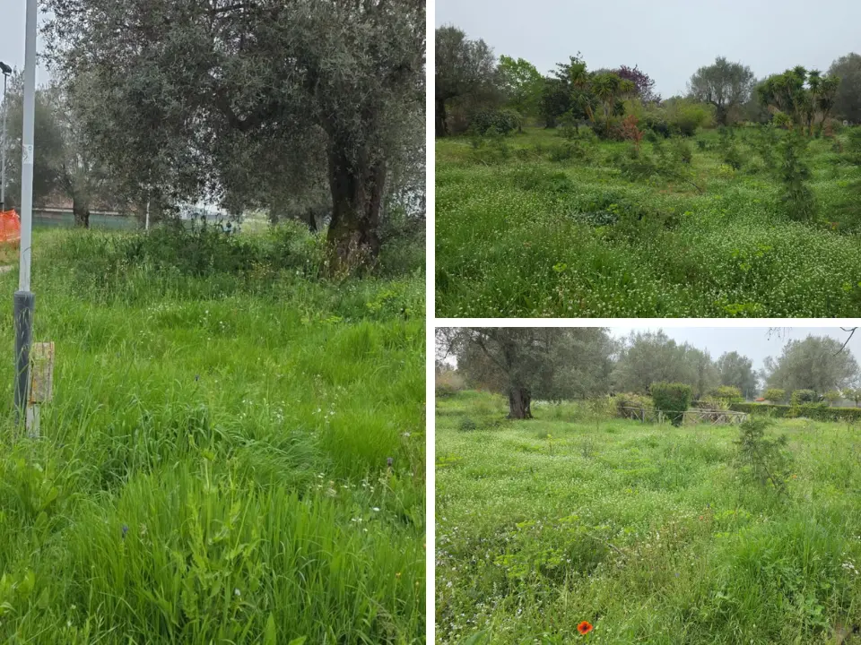 Vibo, Parco urbano come una giungla: erba alta, alberi divelti e spazi negati. L’opposizione: «È questa la vostra idea di città?