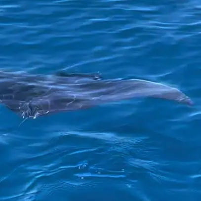 <p>Sorpresa a Capo Vaticano, al largo di Grotticelle avvistata una manta – Il VIDEO</p>