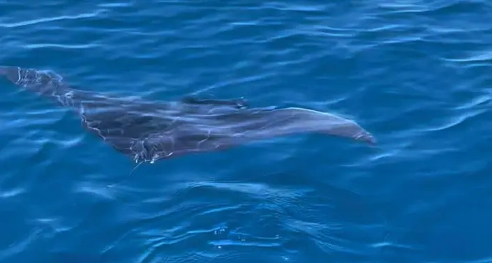 Capo Vaticano, magico incontro al largo di Grotticelle:\u00A0avvistata e filmata una grande\u00A0manta –\u00A0Il\u00A0VIDEO\n