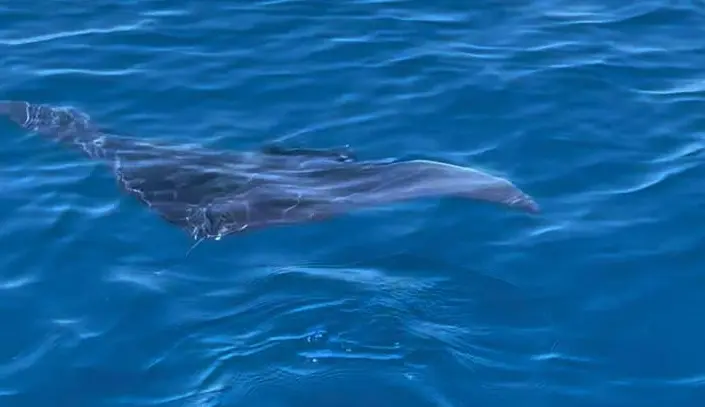 Capo Vaticano, magico incontro al largo di Grotticelle:\u00A0avvistata e filmata una grande\u00A0manta –\u00A0Il\u00A0VIDEO\n