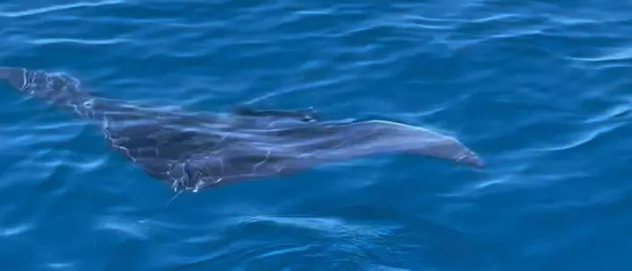 Capo Vaticano, magico incontro al largo di Grotticelle:\u00A0avvistata e filmata una grande\u00A0manta –\u00A0Il\u00A0VIDEO\n