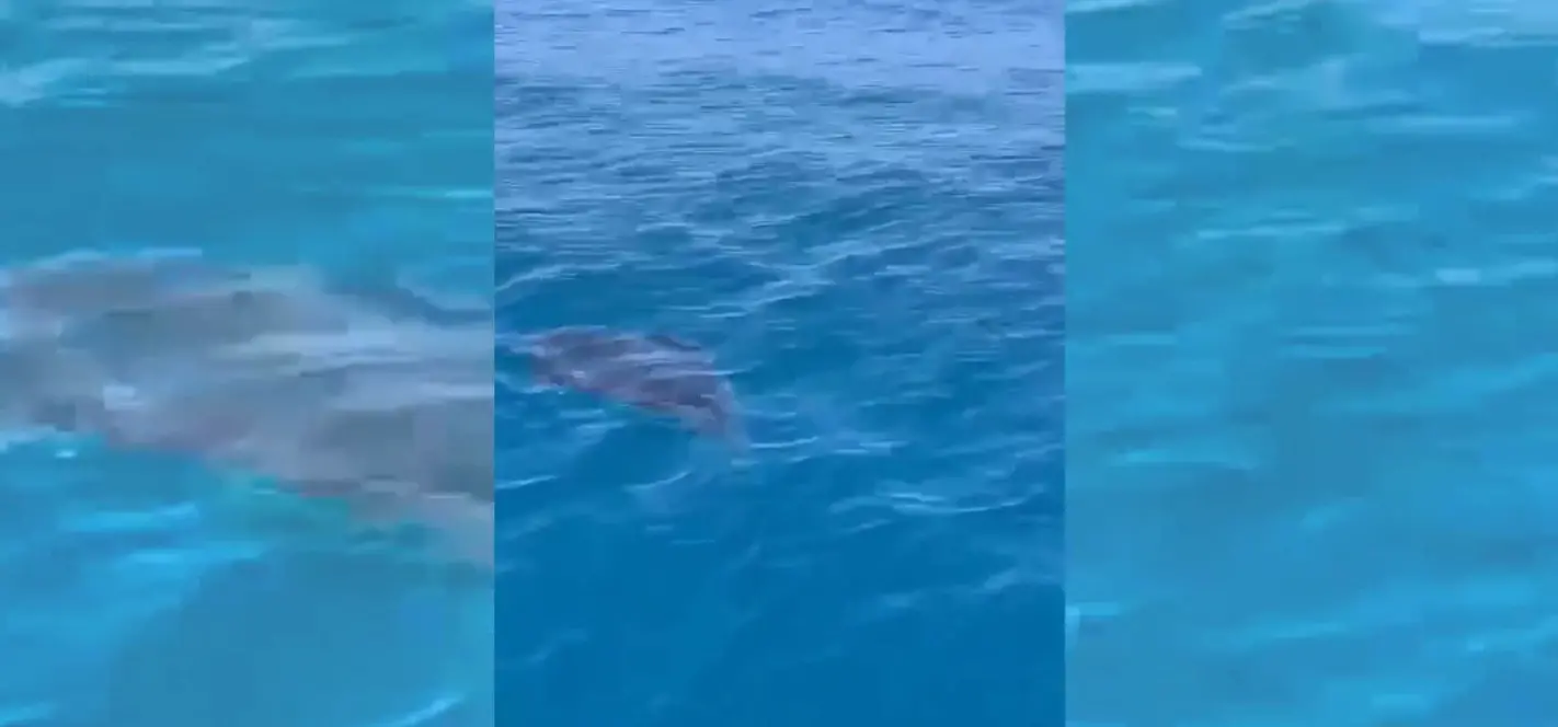 Manta nelle acque del Vibonese