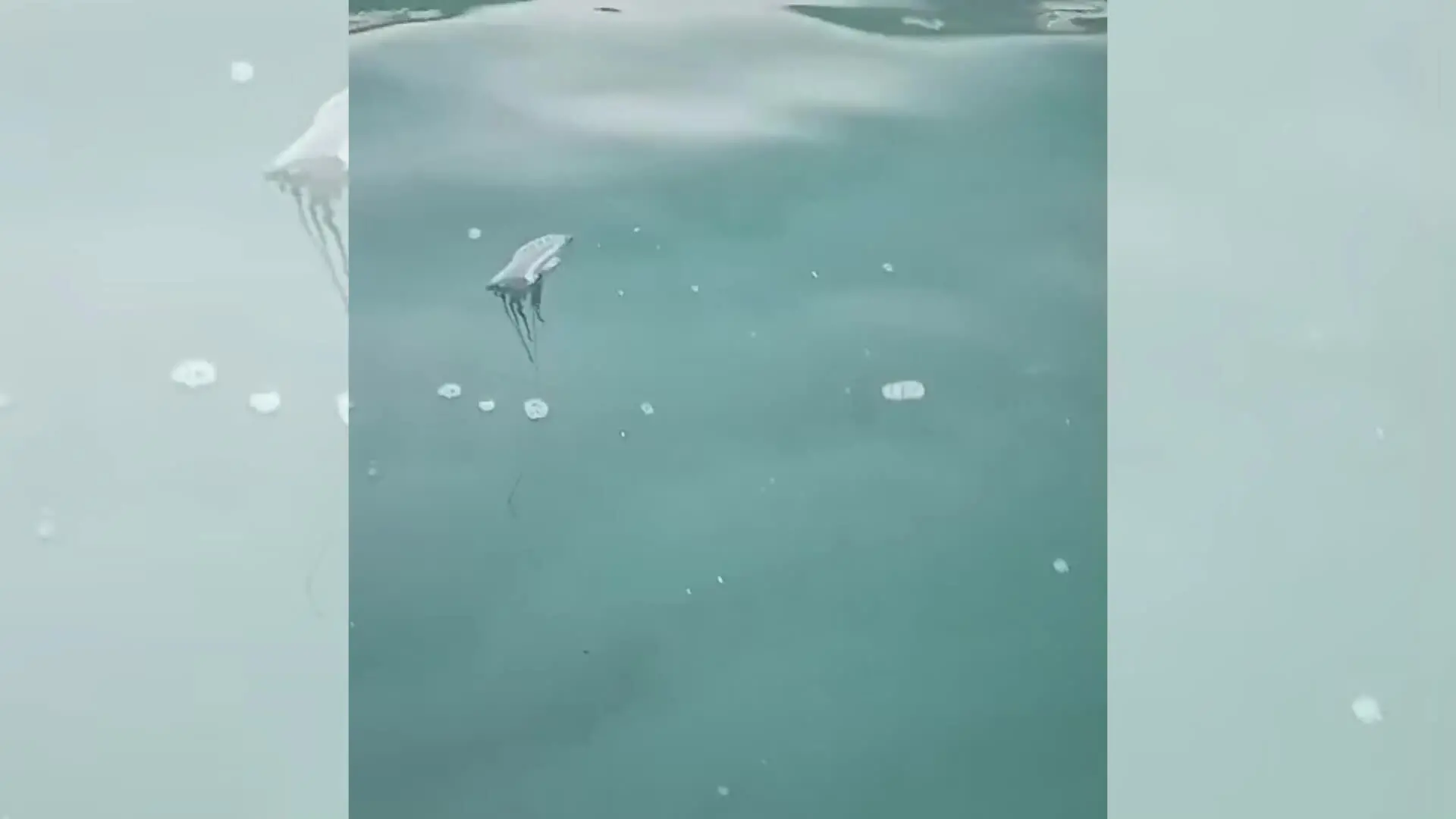 Caravella portoghese nel mare di Pizzo: nuovo avvistamento nel Vibonese