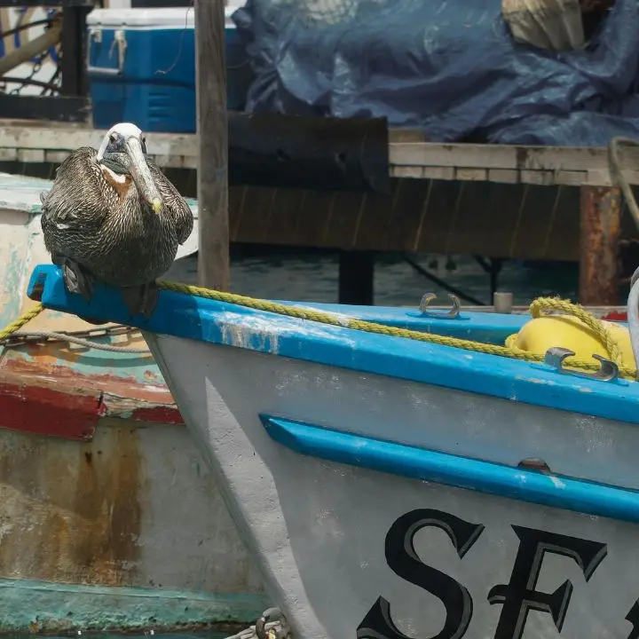 <p>Carburante alle stelle, ecco i primi (devastanti) effetti: pescatori in rivolta e barche ferme a Schiavonea</p>