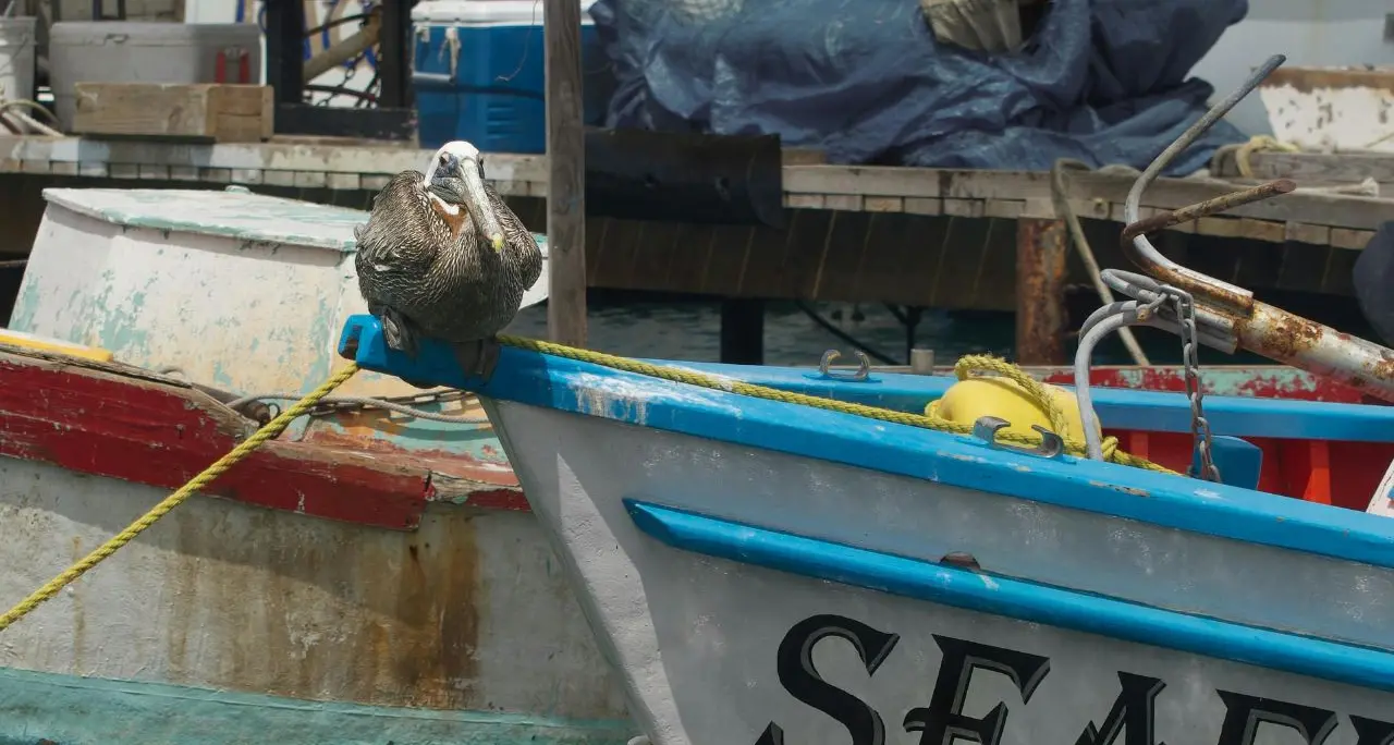 <p>Carburante alle stelle, ecco i primi (devastanti) effetti: pescatori in rivolta e barche ferme a Schiavonea</p>