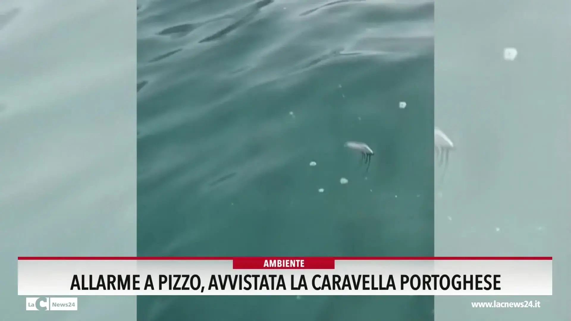 Allarme a Pizzo, avvistata la Caravella portoghese