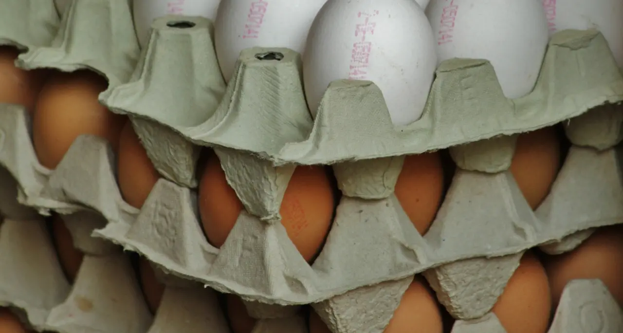 Salmonella in un allevamento vibonese, richiamate tre partite di uova marchio Uovosol prodotte a Limbadi