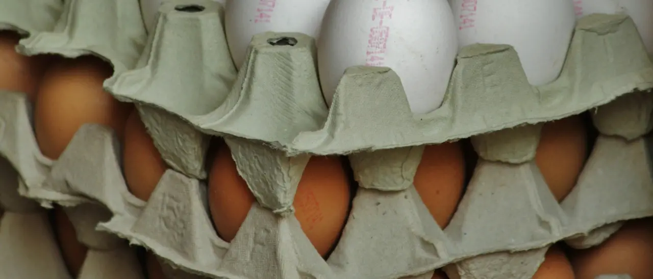 Salmonella in un allevamento vibonese, richiamate tre partite di uova marchio Uovosol prodotte a Limbadi