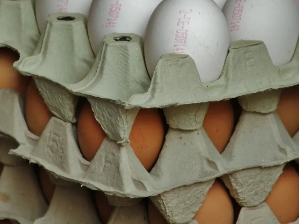 Salmonella in un allevamento vibonese, richiamate tre partite di uova marchio Uovosol prodotte a Limbadi