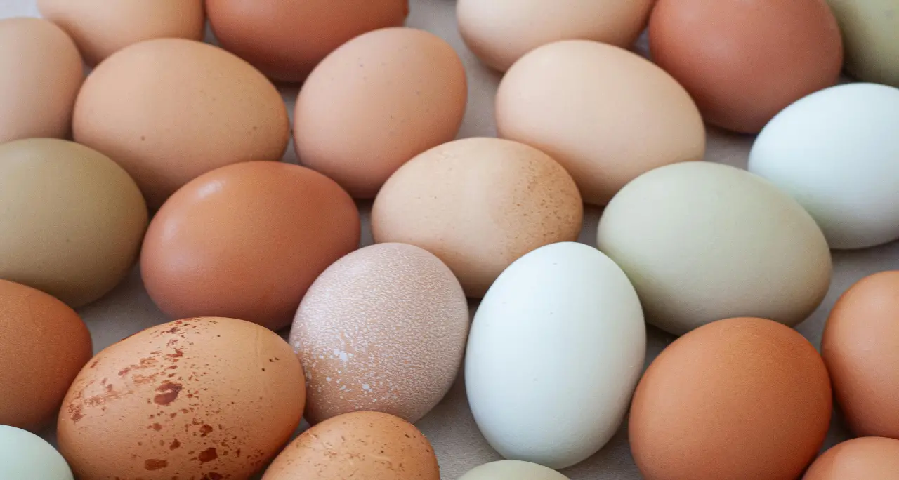 Salmonella, l'azienda di Limbadi dopo il richiamo di tre confezioni di uova: «Ritiro solo precauzionale, analisi negative»\n