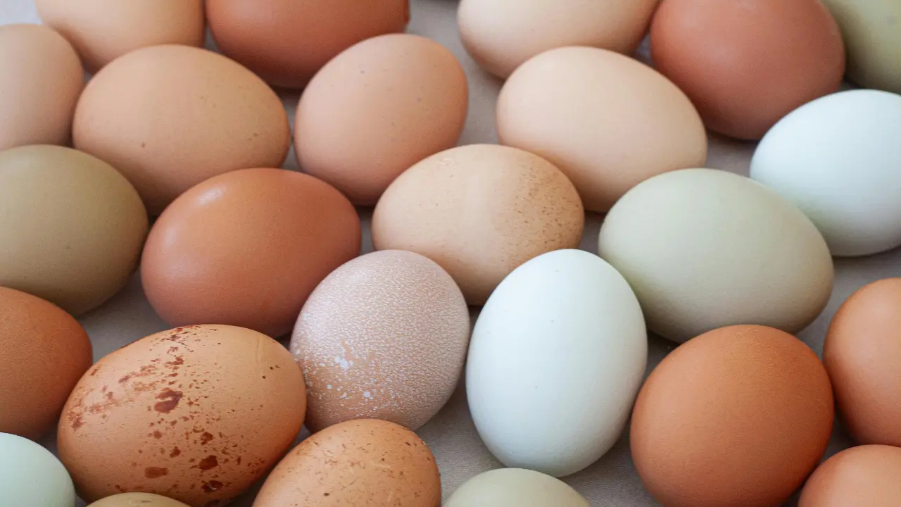 Salmonella, l'azienda di Limbadi dopo il richiamo di tre confezioni di uova: «Ritiro solo precauzionale, analisi negative»\n