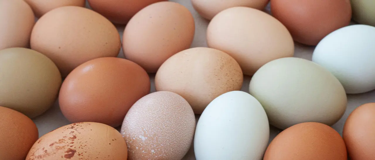 Salmonella, l'azienda di Limbadi dopo il richiamo di tre lotti di uova: «Ritiro solo precauzionale, analisi negative»\n