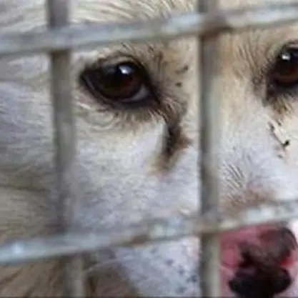 Canile di Sant’Ilario, la Cassazione annulla le assoluzioni degli imputati. La Leal: «Giustizia è fatta»\n