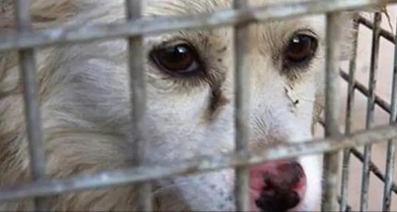 Canile di Sant’Ilario, la Cassazione annulla le assoluzioni degli imputati. La Leal: «Giustizia è fatta»\n